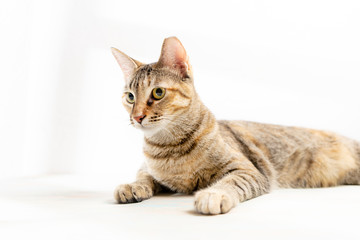 Tabby cat on white background