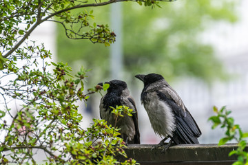 two ravens are hiding from the rain under a tree branch. couple of crow.