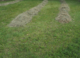 Freshly cut hay