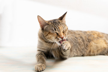 Tabby cat on white background