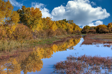 Bosque Del Apache Water Channels and Foliage in Fall