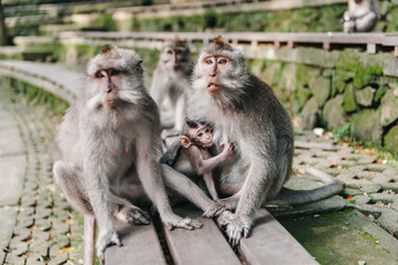 Naklejka na ściany i meble Monkey family with little baby in the forest Ubud Bali Indonesia