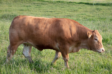 Braune Kuh auf Weide