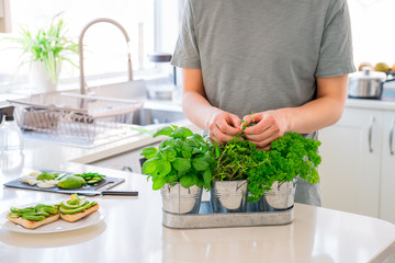 Man's hand picking leaves of greenery during cooking. Home gardening on kitchen. Pots of herbs with basil, parsley and thyme. Home planting and food growing. Sustainable lifestyle, plant-based foods.