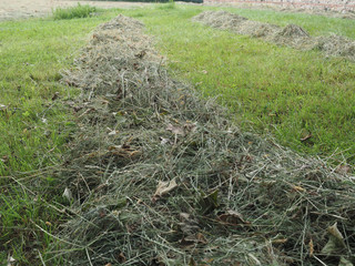 Freshly cut hay
