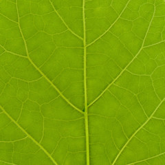 Green leaf texture