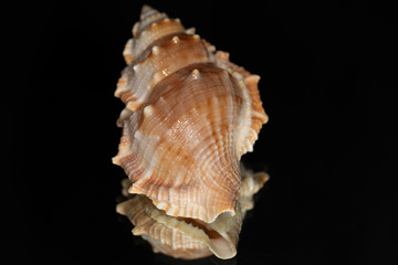Seashell isolated on black with reflection