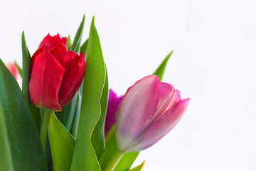 Tulpen vor hellem Hintergrund