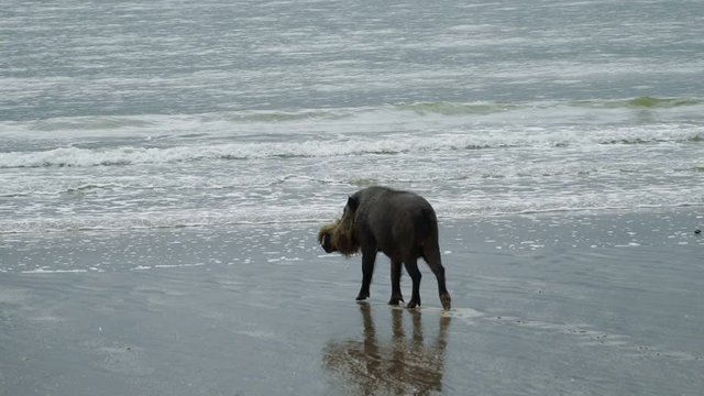 An old andt thin Bornean Bearded Pig in search of food walking sea shore at Bako National Park, Malaysia. Wild nature stock footage.