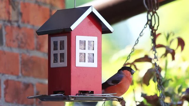 bird bullfinch eats bird seed, Pyrrhula pyrrhula
