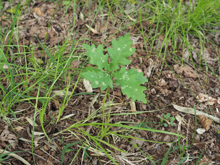 oak tree (Quercus robur) sapling