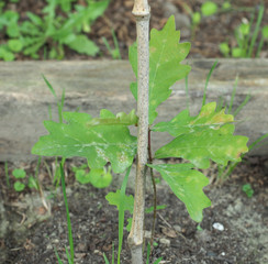 oak tree (Quercus robur) sapling
