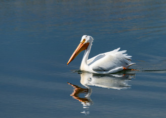 pelican on the water.