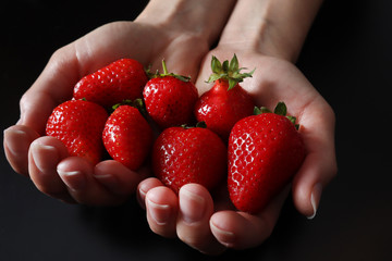 Obraz premium Woman hands are full of fresh strawberries. Girl holding ripe strawberries isolated on black background. Seasonal food and fresh fruit concept. Close up, selective focus
