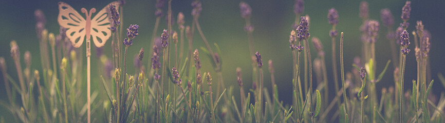 Lavendel mit Schmetterling Blumenwiese im Dunst - obrazy, fototapety, plakaty