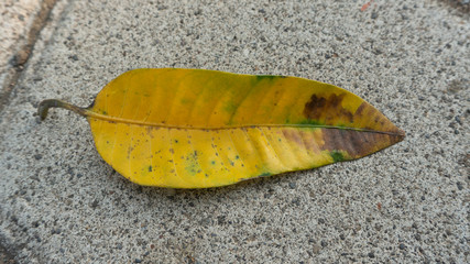 Mango leaves that fall due to seasonal changes, yellowish with natural texture