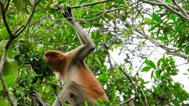Female proboscis monkey in the wild, sitting on tree, eating leaves and looking around at Bako National Park, Borneo. Wild nature stock footage.