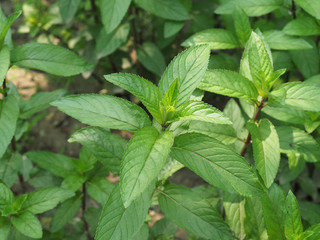 peppermint plant (Mentha piperita) © Claudio Divizia