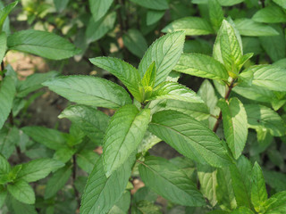 peppermint plant (Mentha piperita) © Claudio Divizia