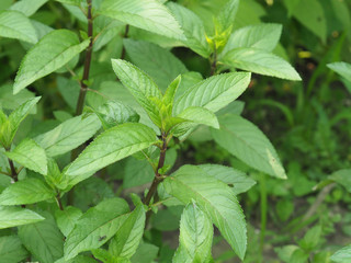 peppermint plant (Mentha piperita) © Claudio Divizia