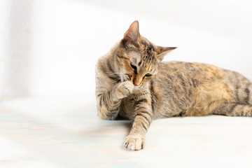 Tabby cat on white background