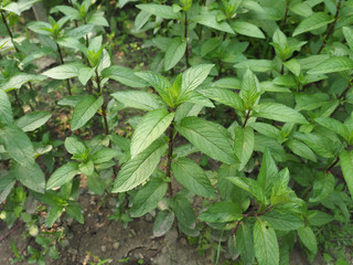 peppermint plant (Mentha piperita)