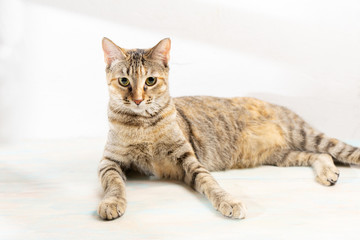 Tabby cat on white background