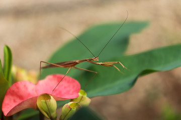 fotografia cerca a matis posando sobre flor rosada con planos competos y detalle 