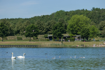Swan family swim across the lake