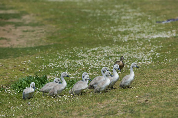 Beautiful Swan small Chicks at green field
