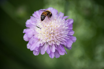Closeup of bee on purple flower in a meadow