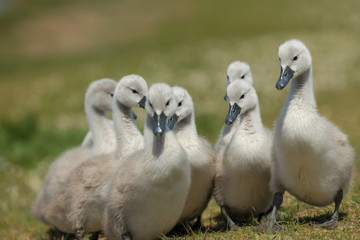 Fototapeta premium Beautiful small Chicks at green field