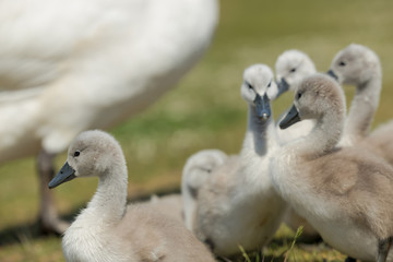 Beautiful small Chicks at green field