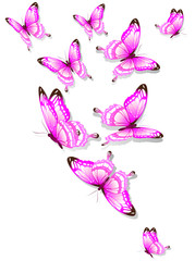 Obraz na płótnie Canvas butterfly634