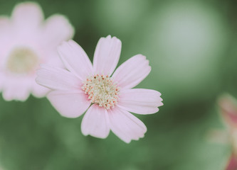 Daisy Flowers On japanese vintage style