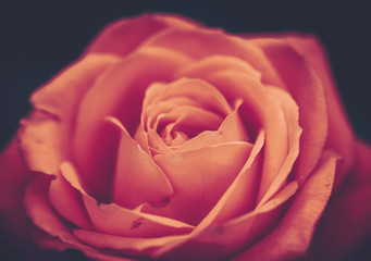 Rose Closed up; Vintage Style; Background or texture