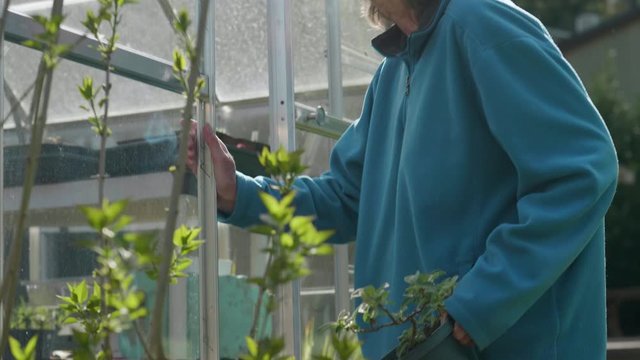 Senior woman gardener holding a willow plant entering her backyard greenhouse on a sunny day