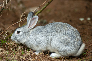 Outdoor rabbit, domestic animal for food, protein and a furry pet.
