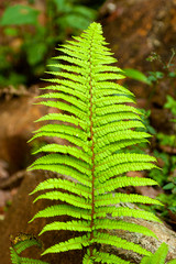 Fern, green leaves in humid mountain forest in Guatemala, organic outdoor plants.

