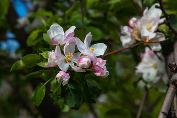 Fototapeta na wymiar Several pink and white flowers on a branch of an apple tree
