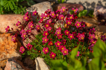 Fototapeta na wymiar A bush of bright pink spring flowers grows in the garden among the stones.
