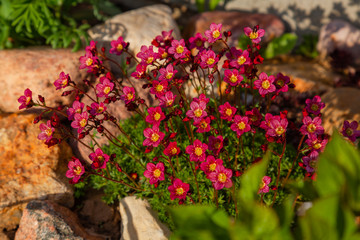 A bush of bright pink spring flowers grows in the garden among the stones.