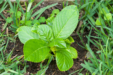 Small stem fresh and green leaves of Ortencia in backyard, organic and ornamental flower