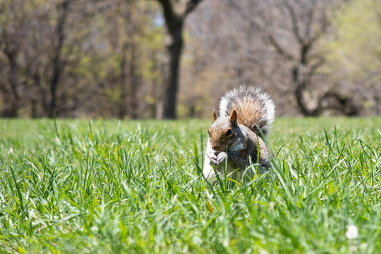 A wild squirrel eating in the green grass of the mount royal park