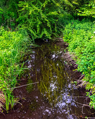 Fototapeta premium River Test in Mottisfont, Hampshire, United Kingdom