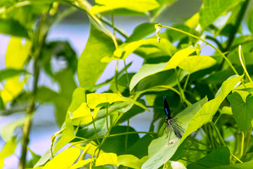 Banded Demoiselle dragonfly (Calopteryx splendens) - male in British park