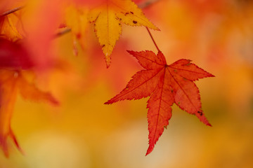 Red leaves in autumn