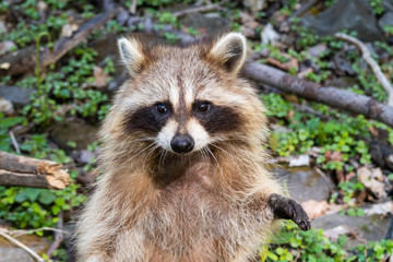 Naklejka na ściany i meble A wild raccoon inside the forest of Mount-Royal