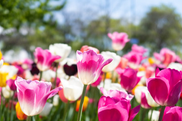 Beautiful and colorful triumph tulips in a garden