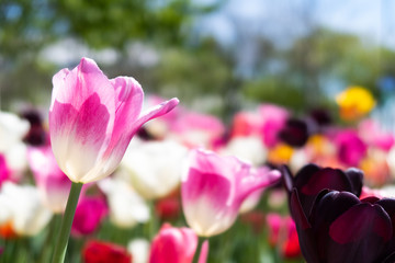 Beautiful and colorful triumph tulips in a garden